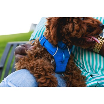 Eine Nahaufnahme eines braunen, lockigen Hundes, der ein blaues Geschirr trägt und auf dem Schoß einer Person sitzt, mit einem sichtbaren grün gestreiften Hemd.