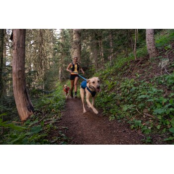 Eine Frau joggt auf einem Waldweg mit zwei Hunden, von denen einer ein blaues Geschirr und der andere ein rotes trägt, umgeben von Grün.