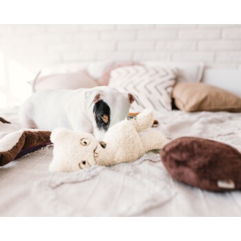 Ein verspielter weißer Welpe mit einem schwarzen Fleck auf dem Auge schnüffelt an einem weichen, beigen Stofftier auf einem gemütlichen Bett, umgeben von Kissen.