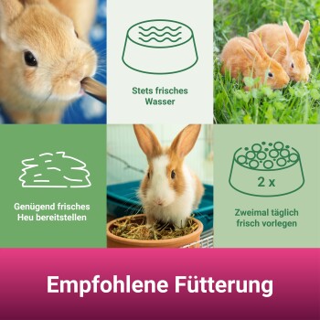 Bild der Pflegeanweisungen für Kaninchen: Kaninchen trinken, auf Gras, fressen Heu und Fütterungshinweise auf Deutsch. Titel: "Empfohlene Fütterung."