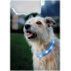 Un gros plan d'un chien heureux, de couleur claire, portant un collier LED bleu lumineux, sur fond vert flou.