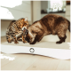 Zwei Katzen, eine Bengal und eine Siamkatze, spielen auf einem weißen Kratzbrett mit einem Blattlogo, in einem hellen Innenraum.