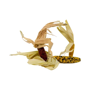 Zwei Maiskolben mit getrockneten Hüllen, einer mit roten Körnern und der andere mit gelben und schwarz gestreiften Körnern, auf einem weißen Hintergrund.