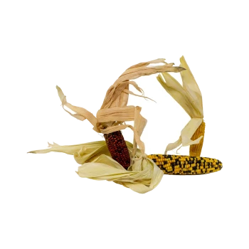 Zwei Maiskolben mit getrockneten Hüllen, einer mit roten Körnern und der andere mit gelben und schwarz gestreiften Körnern, auf einem weißen Hintergrund.