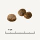 Drei runde, braune Haustierfutterkibble-Stücke auf einem hellen Hintergrund, mit einem Lineal, das eine Größe von 1 cm angibt.