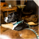 Schwarz-weißer Hund trägt ein türkisfarbenes Halsband und eine Leine mit dem Text "Coffee Break" und Kaffeetassen-Symbolen, sitzt auf einem braunen Sofa.