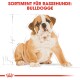 Illustration eines Bulldoggenwelpen mit einer Skizze, betitelt 'SORTIMENT FÜR RASSEHUNDE: BULLDOGGE' oben.
