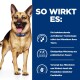 Ein glücklicher Deutscher Schäferhund mit einem blauen Halsband steht vor einem blauen Hintergrund mit Text über die ActivBiome+-Technologie für Haustier-Mikrobiome.