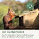 Ein rotes Eichhörnchen mit einer Walnuss in einem verschwommenen Wald. Text: "GUT ZU WISSEN! Eichhörnchen sind Meister im Nüsseknacken!"