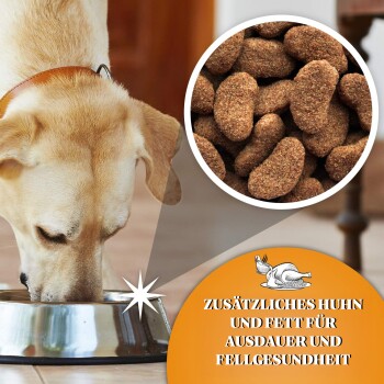Ein leicht beschichteter Hund frisst aus einer Edelstahlschüssel, in der Trockenfutter sichtbar ist. Text: "Zusätzliches Huhn und Fett für Ausdauer und Fellgesundheit."