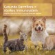 Eine graue Katze und ein Corgi stehen in einem Feld mit gelben Blumen mit dem Text: "Gesunde Darmflora = starkes Immunsystem."