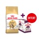 Sac de nourriture pour chats adultes Royal Canin Bengal avec une offre promotionnelle pour une boîte gratuite de friandises Sensory pour chats, avec une étiquette rouge 'OFFERT'.