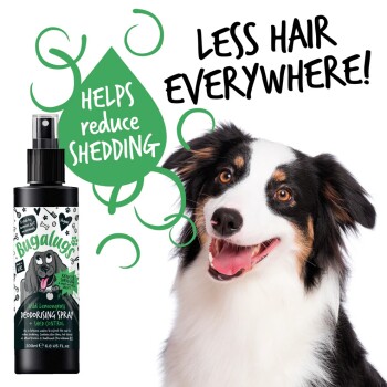 Ein lächelnder Australian Shepherd neben einer Flasche "Bugalugs Wild Lemongrass Deodorising Spray", die reduziertes Haaren und weniger Fell fördert.