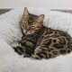 Eine entspannte Bengal-Katze mit markanten Flecken, die sich in einem flauschigen weißen Haustierbett zusammenrollt, mit halbgeschlossenen Augen und einem friedlichen Nickerchen.