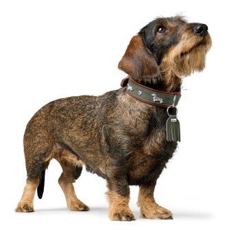 Drahthaar-Dackel mit grünem Lederhalsband, silbernen Hundanhängern und einer hängenden Plakette mit der Aufschrift "HUNTER" vor weißem Hintergrund.