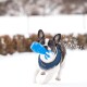 Ein verspielter französischer Bulldogge, die ein blaues Geschirr trägt und durch den Schnee läuft, während sie ein leuchtend blaues Spielzeug im Mund hält.