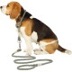 Ein Seitenprofil eines Beagles, der ruhig sitzt und eine grüne Seil-Leine trägt, die an einem Halsband befestigt ist, vor einem weißen Hintergrund.