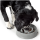 Ein schwarz-weißer Hund frisst aus einer grauen langsamen Futterschüssel, die mit braunem Futter gefüllt ist, und konzentriert sich intensiv auf das Essen.