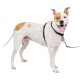 Ein verspielter Hund mit weißem Fell und braunen Flecken, der ein schwarzes Geschirr und eine Leine trägt, steht vor einem weißen Hintergrund.
