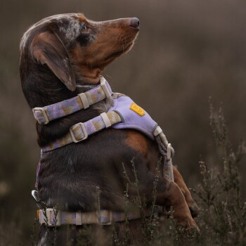 Brauner Dackel trägt ein lavendelfarbenes, gemustertes Halsband und Geschirr mit gelbem Logo-Patch und blickt in einem Feld nach oben.