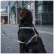 Schwarzer Hund sitzt draußen neben einem modernen Gebäude, trägt ein weißes Geschirr mit Blattmuster und eine passende Leine und blickt nach oben