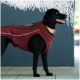 Ein schwarzer Labrador Retriever, der eine stilvolle kastanienbraune Hundeweste trägt, steht vor einer blauen Wand und zeigt seinen glücklichen Ausdruck.