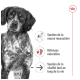 Gros plan d'un chien brun et blanc sérieux avec le texte : "Soutien musculaire", "Défenses naturelles", "Soutien à la vitalité tout au long de la vie."