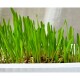 Hydro-Grass 150 g