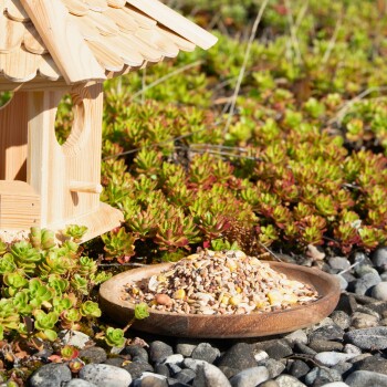 Ein Holzvogelhaus neben einem Teller mit Vogelfutter, umgeben von grünen Sukkulenten und Kieselsteinen.