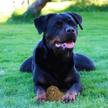 Ein schwarzer Rottweiler, der auf grünem Gras liegt, mit einem kleinen Haufen brauner Erde vor sich.