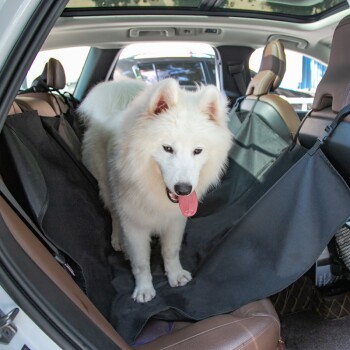 Ein flauschiger weißer Samojede steht auf einem schwarzen Haustiersitzbezug auf der Rückbank eines Autos und schaut mit herausgestreckter Zunge in die Kamera.