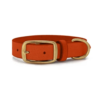 Leder Halsband Orange XL Ein orangefarbenes Haustierhalsband mit einer goldenen Schnalle und einem D-Ring zur Leinenbefestigung, auf einem weißen Hintergrund dargestellt.