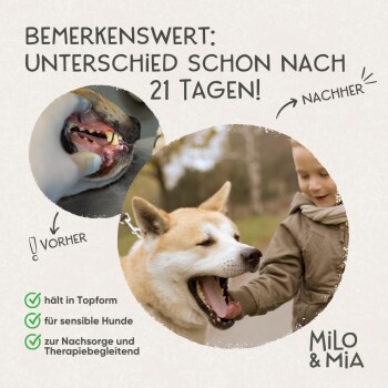Der Mund eines Hundes, der gierig nach einem Leckerli von einer Hand greift, mit einer Dose Milo & Mia Daily Bites Dental Care in der Nähe, beschriftet "Frischer Atem."