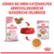 Bild zur Förderung von Royal Canin Kittenfutter: eine rosa Kibble-Tasche, eine rote Schüssel mit Futter und ein Beutel mit Nassfutter, mit deutschem Text über sensorische Erfahrungen.