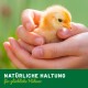 Eine Person, die sanft ein flauschiges gelbes Küken in ihren Händen hält, mit einem verschwommenen grünen Hintergrund. Der Text lautet 'NATÜRLICHE HALTUNG für glückliche Hühner.'