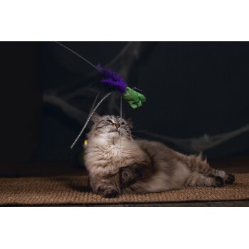 Flauschige grau-weiße Katze liegt auf einem Teppich und spielt mit einem grünen und lila gefiederten Katzenspielzeug mit der Aufschrift "boozzoo".