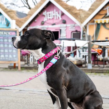 Schwarz-weißer Hund mit rosa gemustertem Halsband und Leine, sitzt draußen in der Nähe bunter Hütten.