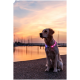 Ein Golden Retriever mit einem leuchtenden Halsband sitzt am Wasser bei Sonnenuntergang, mit bunten Reflexionen und Silhouetten von Booten im Hintergrund.