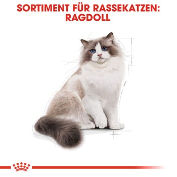 Illustration einer Ragdoll-Katze mit blauen Augen und flauschigem Fell, begleitet von dem Text "SORTIMENT FÜR RASSEKATZEN: RAGDOLL" oben.