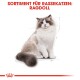 Illustration einer Ragdoll-Katze mit blauen Augen und flauschigem Fell, begleitet von dem Text "SORTIMENT FÜR RASSEKATZEN: RAGDOLL" oben.