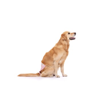 Ein Golden Retriever sitzt vor einem weißen Hintergrund und trägt eine pinke Haustierwindel mit einem Etikett, das "Lulu" liest.