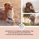 Eine Collage von drei Hunden: ein lächelnder Australian Shepherd im Sand, ein brauner Dackel auf einer Couch und ein verspielter grauer Pudel im Freien.