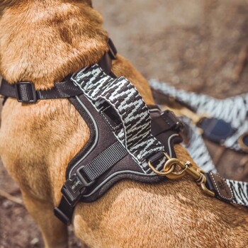 Nahaufnahme eines tanfarbenen Hundes, der ein stilvolles schwarzes und gemustertes Geschirr trägt, mit verstellbaren Riemen und einem Metallclip.