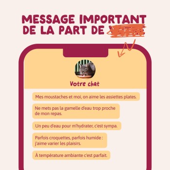 Graphique d'écran de téléphone avec photo de chat et texte français « MESSAGE IMPORTANT DE LA PART DE » et « Votre chat » avec conseils d'alimentation sur les gamelles, l'eau et la nourriture sèche/ humide.