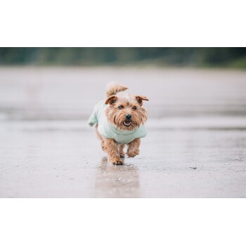 Ein kleiner, glücklicher Hund mit einem struppigen Fell läuft fröhlich auf einer nassen Oberfläche, trägt einen hellblauen Regenmantel.
