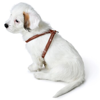 Ein kleiner weißer Welpe trägt ein stilvolles braunes Geschirr mit dekorativen Nieten und sitzt vor einem schlichten weißen Hintergrund.