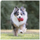 Blue-merle Australian Shepherd rennt über das Gras auf die Kamera zu und trägt ein rotes Gummispielzeug im Maul.