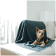 Ein kleiner Hund ruht auf einem hellen Sofa, teilweise mit einer dunkelgrünen Decke bedeckt, während Sonnenlicht durch ein nahegelegenes Fenster strömt.