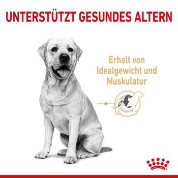 ROYAL CANIN Labrador Retriever 5 Adult 12 kg FRESSNAPF