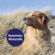 Ein Golden Retriever sitzt im hohen Gras und schaut nachdenklich in die Ferne, mit einem kreisförmigen Textüberlagerung, die 'Natürliche Wirkstoffe' liest.